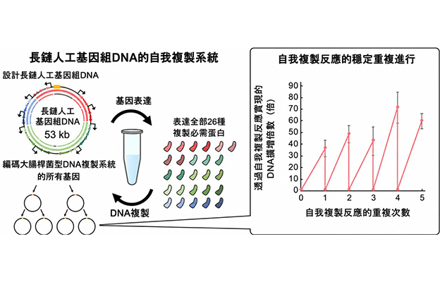 立教大學在試管內構建長鏈人工基因組DNA自我複製系統，有望實現攜帶大量基因的人工細胞