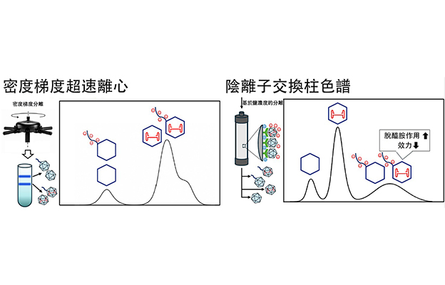 大阪大學實現腺相關病毒載體的高品質、高純度精製，向實現新一代基因療法邁進