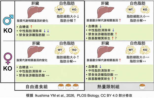 日本東北大學闡明降血糖激素脂聯素在熱量限制狀態下的作用，其效應受飲食條件和性別影響