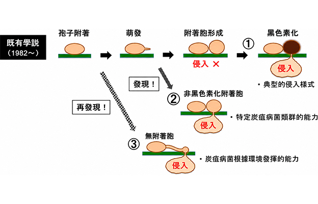 信州大學發現嚴重危害農作物的炭疽病菌可通過多種途徑侵入植物並完成侵染