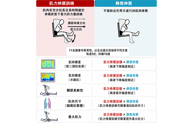 早稻田大學證實大腿後側肌群力量訓練也能使肌肉變柔韌