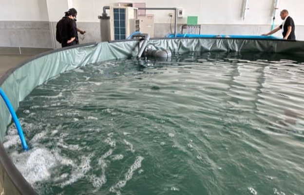 HoloBio公司將於8月啟動高級魚「星鰈」的陸上養殖，通過投餵腸道細菌實現個體壯碩