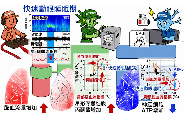 日本東北大學發現「做夢大腦的能量悖論」——腦內代謝能量供給增加，神經元ATP減少