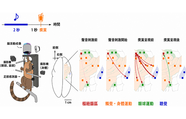 「好事即將發生時」大腦處於怎樣的狀態？東京大學發現連接期待與行為的腦區
