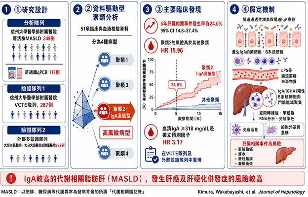 信州大學等：需警惕血清中IgA高值，為代謝相關脂肪肝的風險因素
