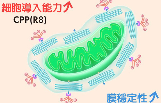 北海道大學開發人工設計粒線體「e-MITO」，成功提高細胞導入效率並實現功能調控