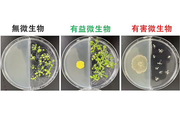 廣島大學揭示微生物釋放的「氣味」可促進植物生長，有望進入農業應用