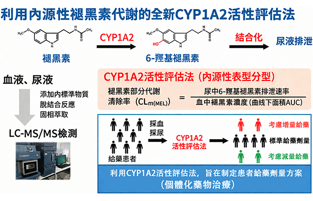 東京藥科大學以褪黑素代謝為指標評估藥物代謝酵素活性，無需測試藥物