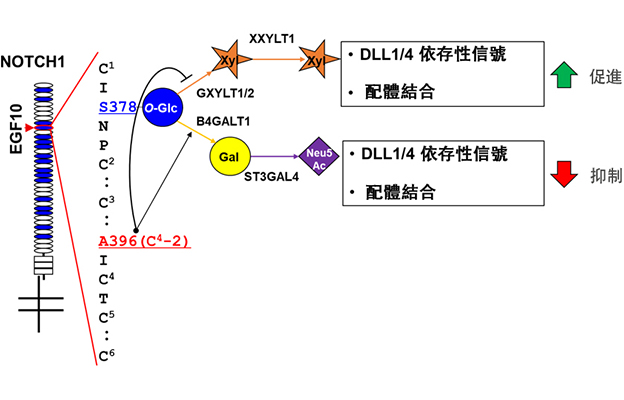 靜岡縣立大學等發現新型糖鏈修飾：一處氨基酸差異可大幅改變糖鏈結構並抑制Notch1信號