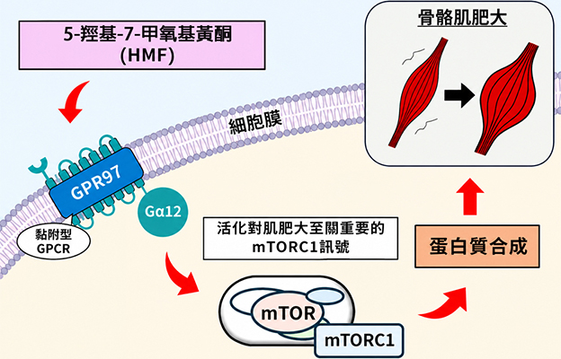 大阪公立大學發現誘導肌肥大的新分子通路，黑姜成分可激活肌肥大信號