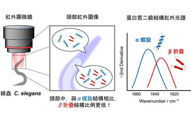 名古屋工業大學與大阪公立大學利用紅外線實現活體線蟲蛋白質結構分佈可視化，有望用於闡明神經退行性疾病機制及藥物研發