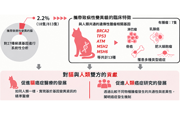 理研發現貓也可能存在與人類共通的遺傳性腫瘤易感機制