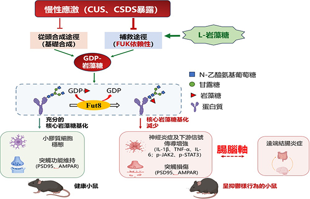 日本東北醫科藥科大學與燒津水產化學工業研究發現腦腸軸密切互動，海藻中的L-岩藻糖有望緩解慢性應激