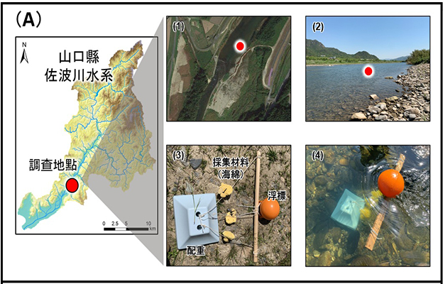 山口大學與日本工營開發出長時間環境DNA採樣法：將天然海綿浸於水中，相比採水法更高效可靠