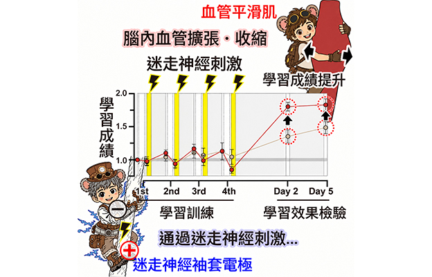 日本東北大學發現刺激迷走神經可提高學習表現，身體向大腦傳遞的信號或參與鞏固記憶
