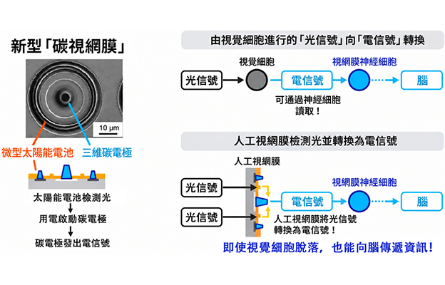 日本遺傳研等開發出光驅動人工視網膜，由微型太陽能電池和碳電極構成