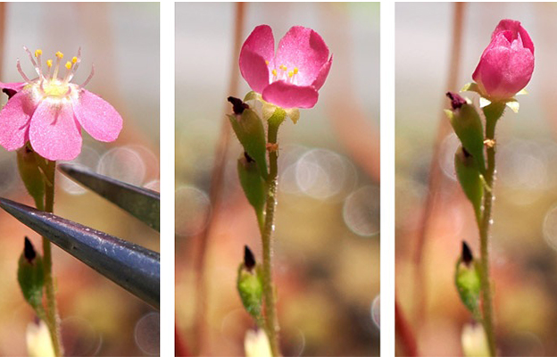 鳴門教育大學發現被子植物匙葉茅膏菜可基於食害「記憶」強化花朵防禦能力