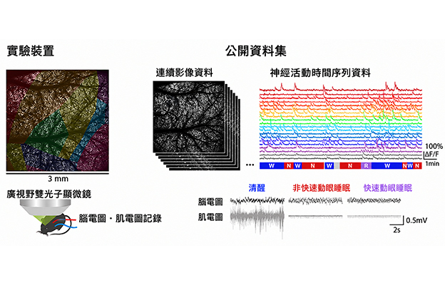 理研公開小鼠在清醒、自然睡眠、麻醉狀態下大規模腦細胞活動資料集