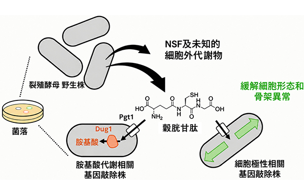 理研發現酵母釋放的穀胱甘肽能夠促進生長受損基因敲除株恢復增殖