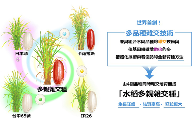NTT與東京都立大確立可同時對4個水稻品種進行雜交的「多品種雜交技術」，兼具各品種優勢實現優良性狀