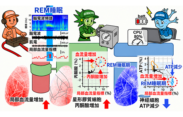日本東北大學發現REM睡眠期間大腦能量平衡出現紊亂