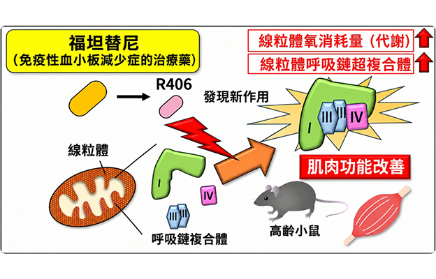 東京都健康長壽醫療中心發現免疫性血小板減少症治療藥物可活化粒線體，有望用於肌肉疾病治療與預防
