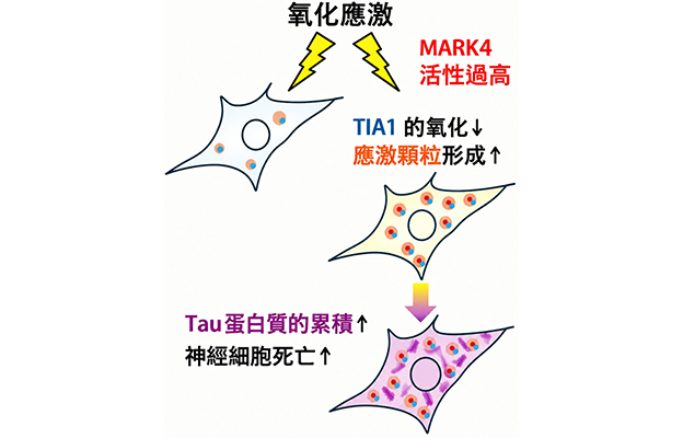 東京都立大學發現細胞應激反應異常促進tau蛋白累積的機制，揭示MARK4新功能