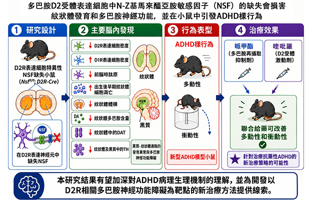 福井大學在小鼠體內重現誘發ADHD樣行為的多巴胺神經功能下降，發現與信號傳導分子「NSF」功能下降相關，有望推動治療方法的開發
