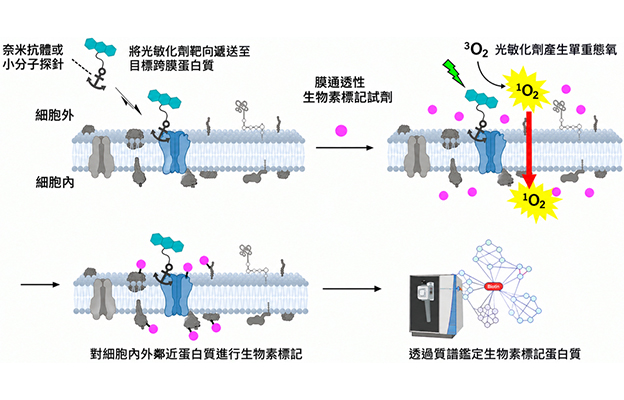 京都大學開發出可同時標記膜蛋白內外側鄰近蛋白的新技術