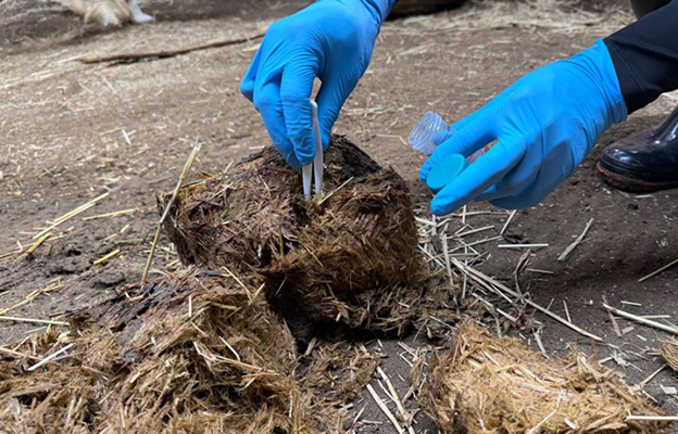 北海道大學等透過動物「排洩物」中的腸道菌群發現健康異常