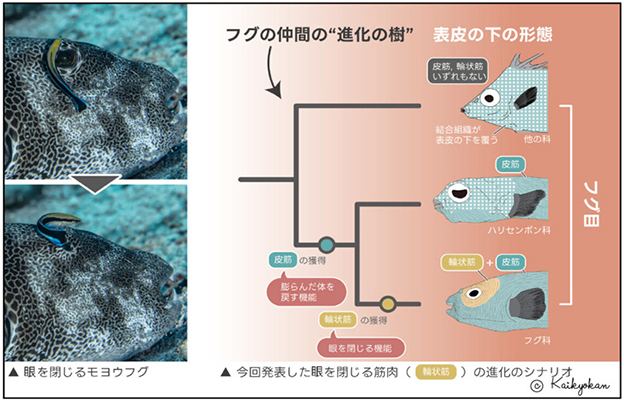 下關海響館：河魨的「單眼眨動」源自膨脹身體的肌肉演化