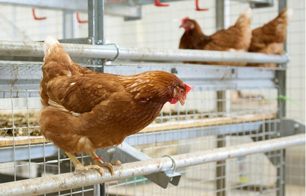 東京農工大學：這顆雞蛋適合做布丁？還是適合蒸蛋羹？飼養方式會改變雞蛋的風味