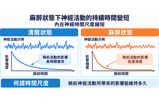 理研、東京都立大學等發現從人類到線蟲6種生物共有的神經動態特徵，揭示麻醉導致的大腦神經活動 「時空孤立」