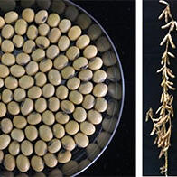 中日研究機構合作開發出高產抗鹽害大豆新品種