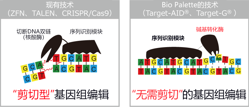 神戶大學初創企業利用「無需剪切的基因體編輯」技術開展業務