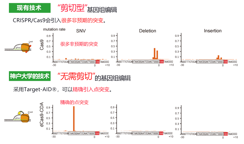 神戶大學初創企業利用「無需剪切的基因體編輯」技術開展業務