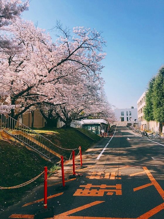 圖4 春天上學路旁的櫻花樹