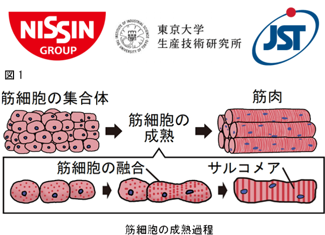 日清開發出具有純正牛肉口感的人工「培養肉」，JST提供資金支援