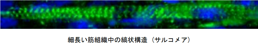 日清開發出具有純正牛肉口感的人工「培養肉」，JST提供資金支援