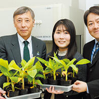 【創新日本走訪】（20）診斷感染香蕉的「鐮刀菌」， 力求防病害於未然，希望首先在秘魯普及