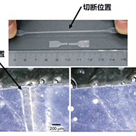 理研開發出可在各種環境中自我開墾的新型功能性聚合物