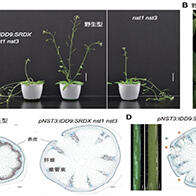 東京學藝大學等發現維管束的數量和排列影響植物莖的構造，期待應用於中柱設計