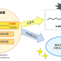 九州大學發現參與大豆油脂中呋喃酸合成的基因，可抑制氧化產生的「哈喇味」