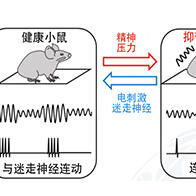 日本東北大學和東京大學研究發現迷走神經與腦活動連動，爲抑鬱開闢新療法