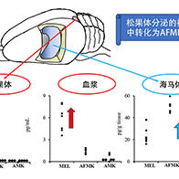 立教大學、年齡增長記憶力減退的終極因數是褪黑素代謝產物的急劇減量