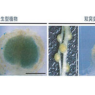 築波大學、名古屋大學和東京大學成功揭示出植物向共生菌提供鐵並獲取氮的機制