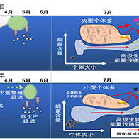 北海道大學發現北白令海浮冰提前解凍導致生產力下降