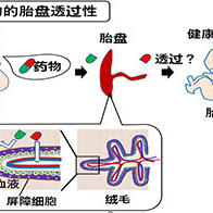 東京醫科齒科大學等機構成功製作出類比活體內胎盤的人胎盤類器官