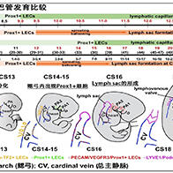 三重大學闡明人體淋巴管發育程序，作爲新的冶癒靶點備受關注