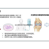 德島大學等將來自外周血的巨噬細胞用於變形性關節炎的再生療法